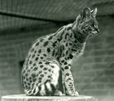A Serval at London Zoo, 1923 by Frederick William Bond